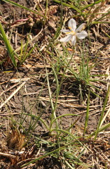 Chlorophytum fasciculatum