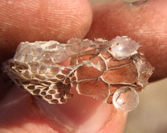 Colubridae