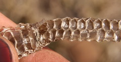 Colubridae