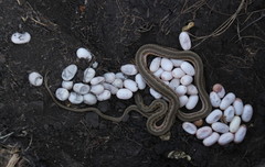 Psammophylax rhombeatus