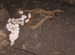 Psammophylax rhombeatus