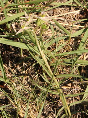 Asclepias gibba