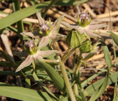 Asclepias gibba