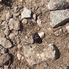 Brachygnathus festivus