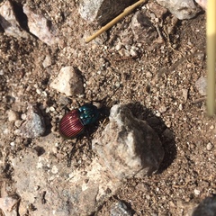 Brachygnathus festivus