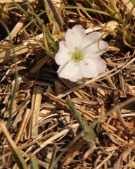 Falkia