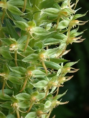 Habenaria stenopetala