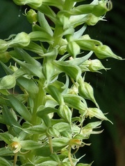 Habenaria stenopetala