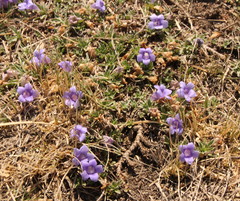 Aptosimum procumbens