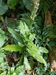Habenaria stenopetala
