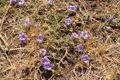 Aptosimum procumbens