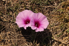 Ipomoea crassipes