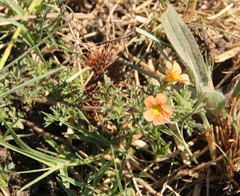 Jamesbrittenia aurantiaca