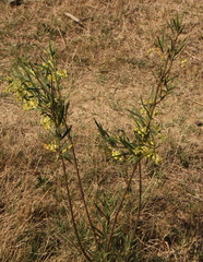 Gomphocarpus