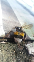 Bombus lucorum