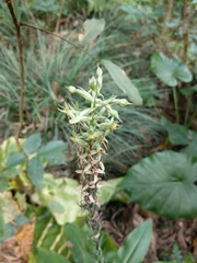 Habenaria stenopetala