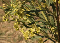 Gomphocarpus