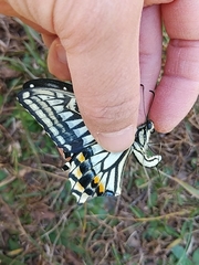 Papilio xuthus