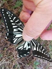 Papilio xuthus