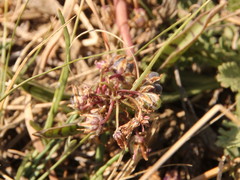 Ledebouria