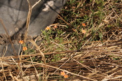 Jamesbrittenia aurantiaca
