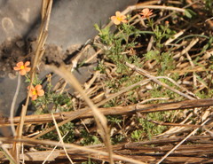Jamesbrittenia aurantiaca