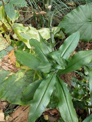 Habenaria stenopetala