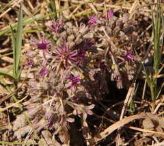 Ledebouria