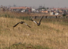 Alopochen aegyptiaca