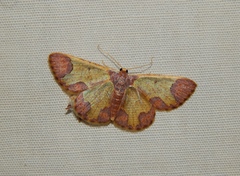 Zamarada bathyscaphes