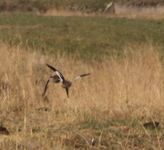 Alopochen aegyptiaca