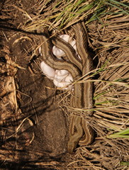 Psammophylax rhombeatus
