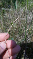 Paspalum monostachyum