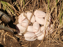 Psammophylax rhombeatus