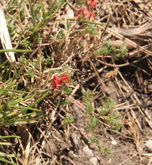 Indigofera