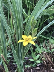 Hypoxis acuminata