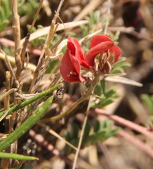 Indigofera