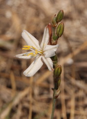 Chlorophytum fasciculatum