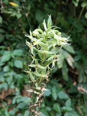 Habenaria stenopetala