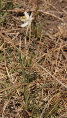 Chlorophytum fasciculatum