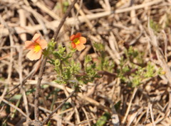 Jamesbrittenia aurantiaca