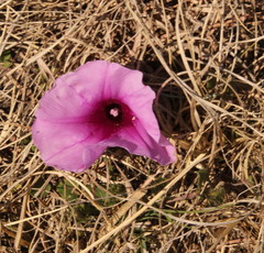 Ipomoea crassipes
