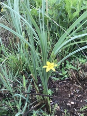 Hypoxis acuminata