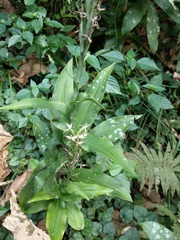 Habenaria stenopetala