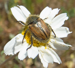 Blitopertha lineolata