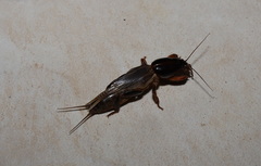Gryllotalpa pluvialis