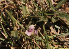 Fabaceae