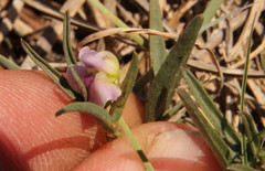 Fabaceae