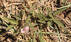 Fabaceae
