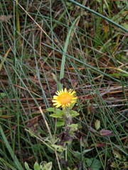 Pentanema britannica